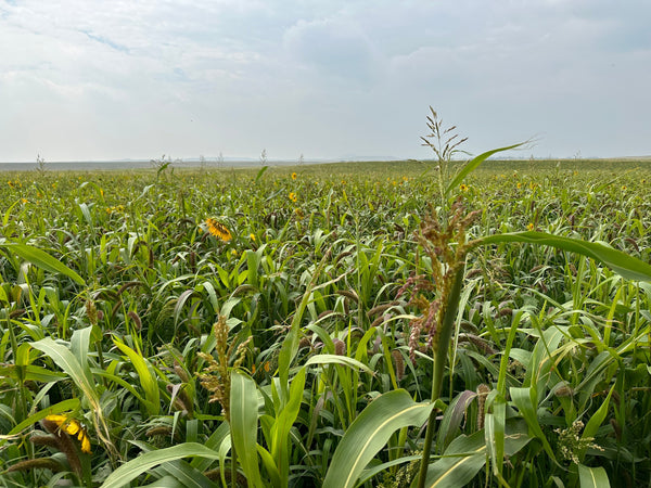 For The Health Of… Plants: The Power of Perennial Diversity