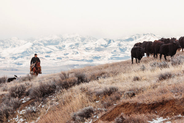 Embracing Low-Stress Stockmanship; A Gentle Revolution in the Beef and Bison Industry