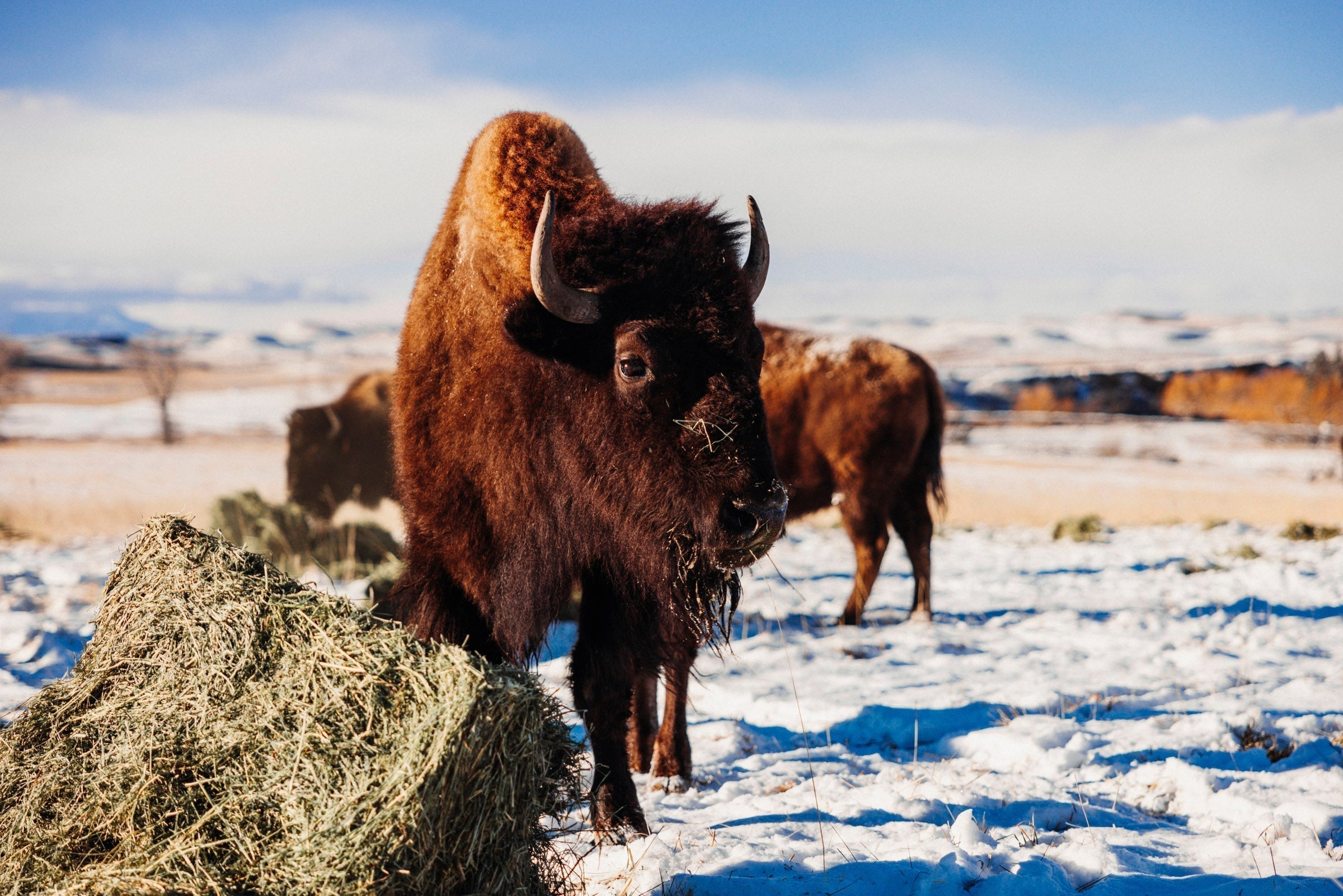 Why Bison Meat? – Tangen Draw