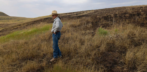 Beauty and the beast... the regenerative impact of fire.