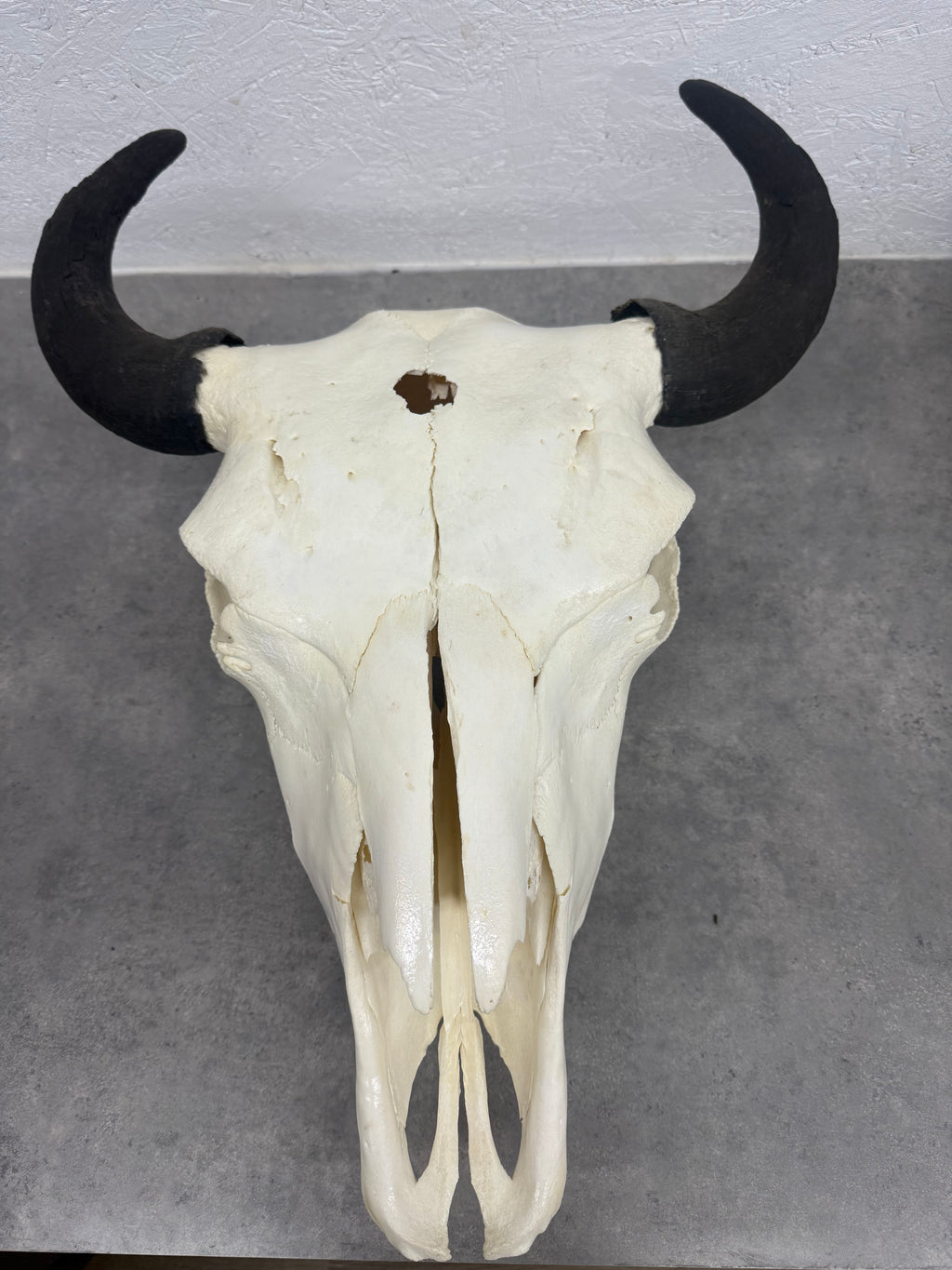 Bison Skull