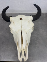 Bison Skull
