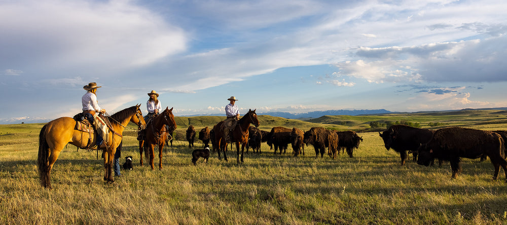 Tangen Draw ranchers tending to free-range bison.