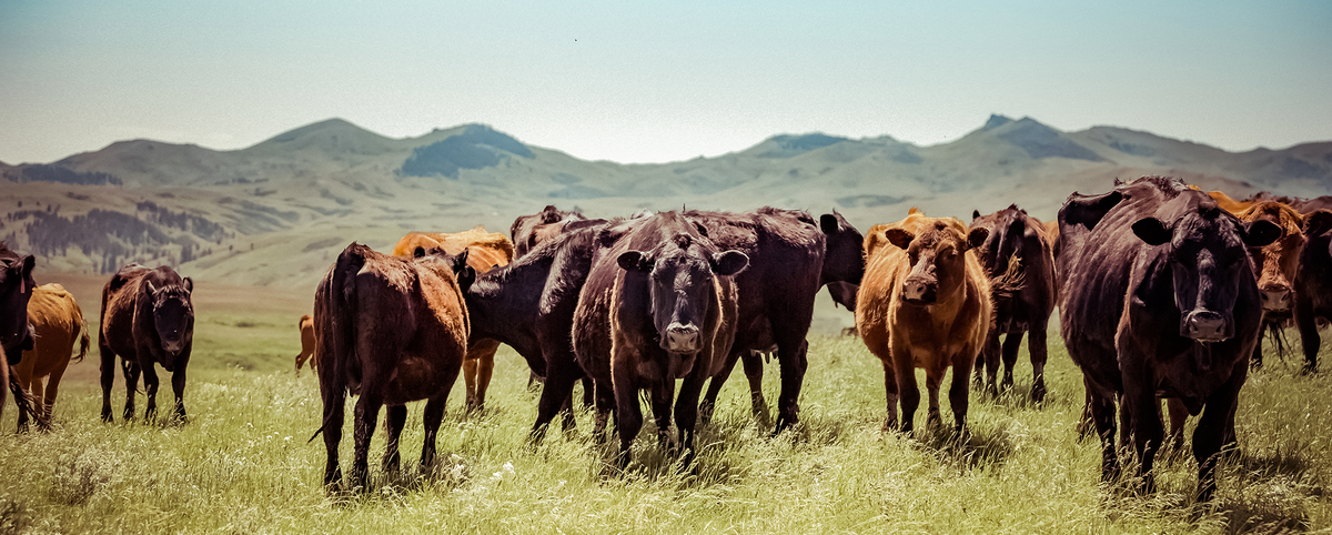 A herd of cattle standing in a grassy field with rolling hills and mountains in the background under a pale sky.